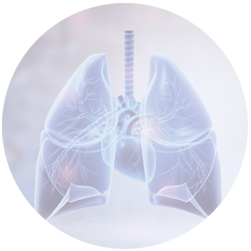 lungs4 A graphic of lungs